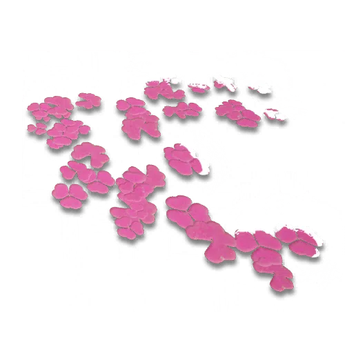 可疑的花瓣