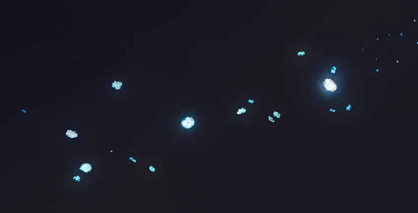 零落花瓣